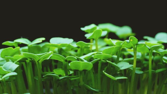 Rapid growth of young green shoots close-up on a black background, macro timelapse