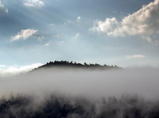Krajobraz leśny wierzchołki drzew las we mgle panorama 
