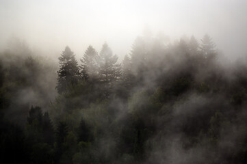 Obraz na płótnie Canvas Krajobraz leśny wierzchołki drzew las we mgle 