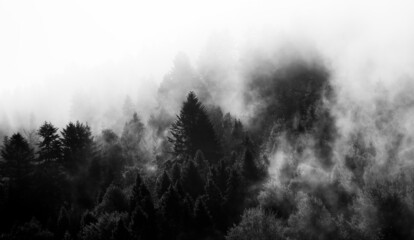 Krajobraz leśny BW wierzchołki drzew las we mgle	
