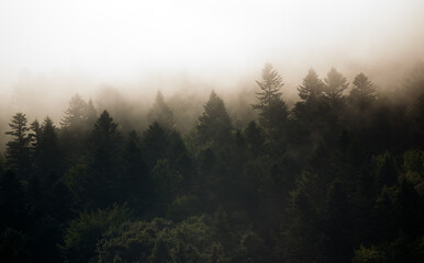 Krajobraz leśny wierzchołki drzew las we mgle panorama	
