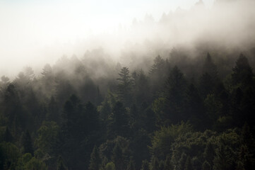 Krajobraz leśny wierzchołki drzew las we mgle	
