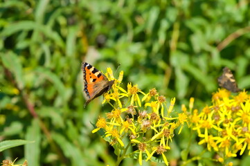 the mourning cloak (a species of butterfly)