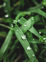 drops on the grass