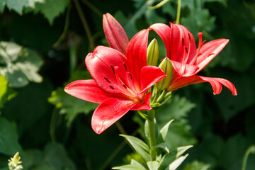 Fototapeta na wymiar Oriental lily in flower bed in the garden