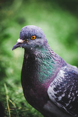 close up of a dove