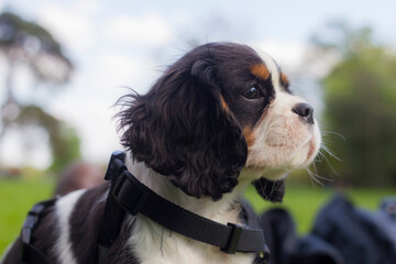 A puppy Cavalier King Charles Spaniel lying in a park in sunny day