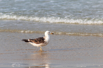 seagull in the sand, Kelp Gull on the beach