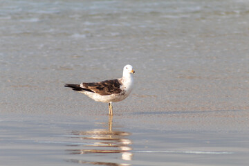 Kelp Gull on the beach