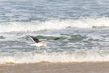 seagull on the beach