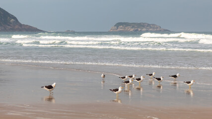 seagulls on the beach