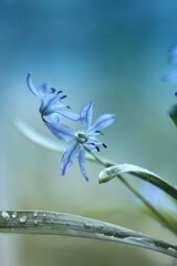 Fototapeta na wymiar Macro photo of wild flowers with a blur effect