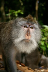 Bali - Close-up of male macaque monkey