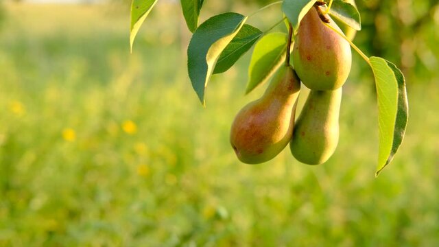 Beautiful Ripe bunch with a lot of pear growing on a tree with green leaves on green blurred background.Harvest ,juice ,organic, natural background concept. Close up
