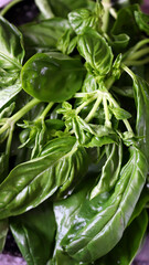 Juicy green basil on a plate.