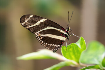 Exotic butterfly with wing stripes.