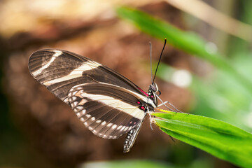 Exotic butterfly with wing stripes.