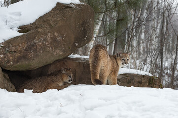 Obraz premium Female Cougars (Puma concolor) at Rock Densite Winter