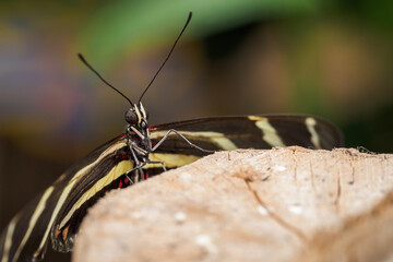 Exotic butterfly with wing stripes.