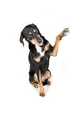 Pinscher dog mixed with beauceron  sitting  on white, raising paw up to give high five or shake