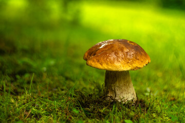 A thick edible white mushroom grows in the green grass in a clearing. Autumn delicacies.