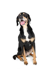 crossbred dog sitting isolated on a white background 
