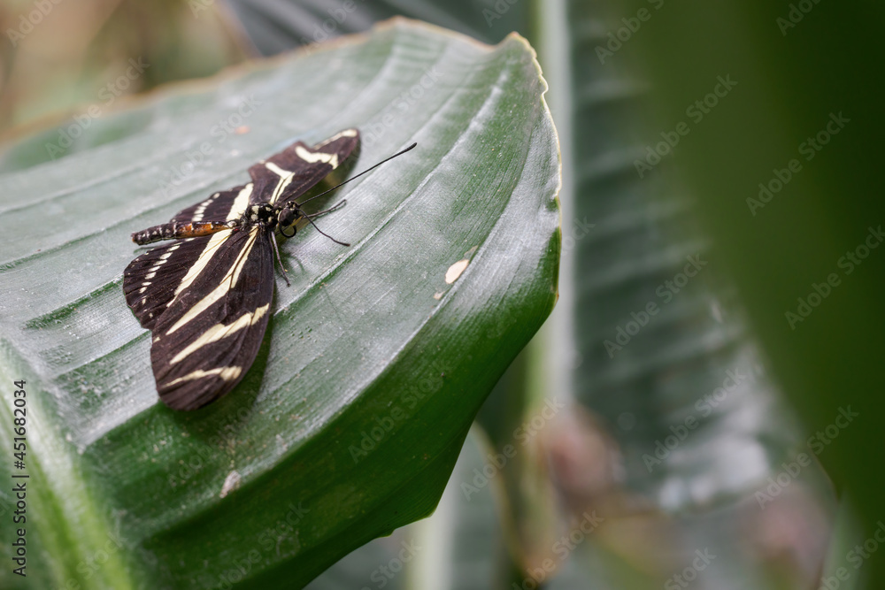 Wall mural Exotic butterfly with wing stripes.