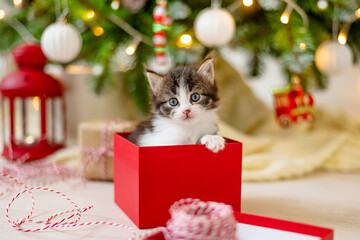 little funny kitten cat sits in a red box as a Christmas present on the background of a Christmas tree in the decoration concept of new year and christmas. High quality photo