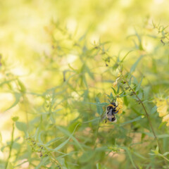 Honey bee gathering honey, honey meadow background, floral summer background