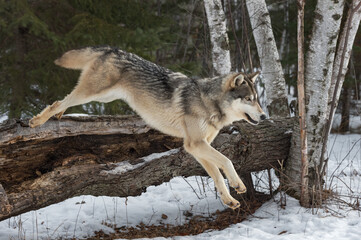 Grey Wolf (Canis lupus) Mid Leap Off Log Winter
