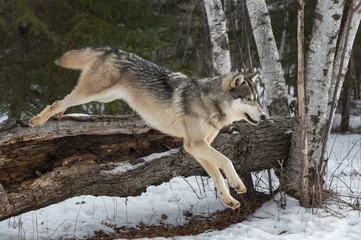Foto auf Glas Grey Wolf (Canis lupus) Mid Leap Off Log Winter © hkuchera