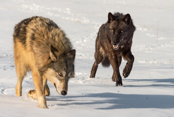 Black Phase Wolf (Canis lupus) and Grey Move Through Snowy Field Winter