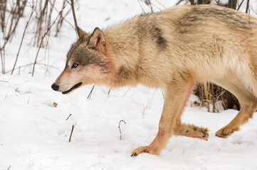 Light Colored Grey Wolf (Canis lupus) Trots Left Bloody Winter