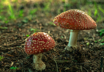 Poisonous fly agaric mushrooms with a red cap and white round spots in the forest.