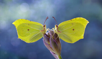 Makro żółte motyle Gonepteryx rhamni © Iwona