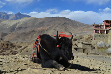 yak
