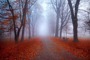 Fototapeta premium Paysage brumeux