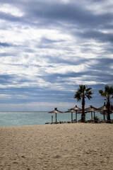 beach with palm trees