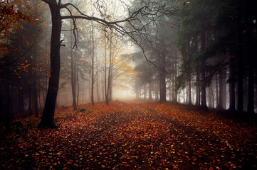 Autunno nella foresta © Iwona