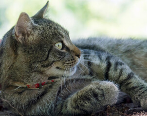 Obraz premium Profile of a domestic cat lying in the shade, and looking into the distance. Adobe RGB color space.