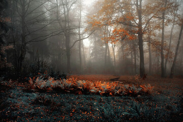 Jesień mglisty krajobraz - obrazy, fototapety, plakaty