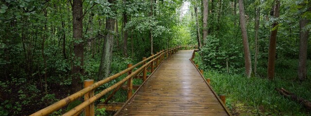 Modern wooden winding pathway (boardwalk) through green deciduous trees in public park (forest). Rainforest, ecology, environmental conservation, ecotourism, recreation, cycling, nordic walking