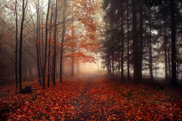 Jesienny krajobraz mglisty - obrazy, fototapety, plakaty