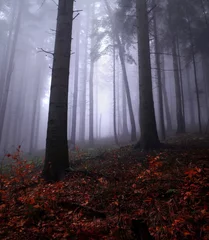 Fototapeten Forêt brumeuse © Iwona