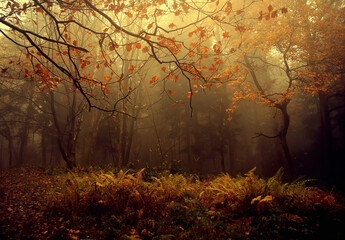 Mgła w lesie, jesienny krajobraz