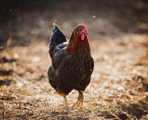 Closeup of a hen in a farmyard (Gallus gallus domesticus)
