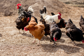 Closeup of a hen in a farmyard (Gallus gallus domesticus)
