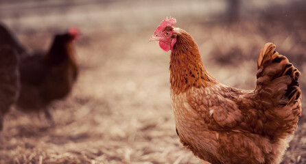 Closeup of a hen in a farmyard (Gallus gallus domesticus)
