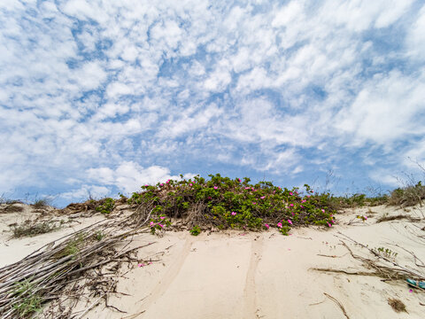 Coast - Vistula Spit - Baltic Sea