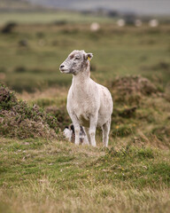 Moorland Sheep